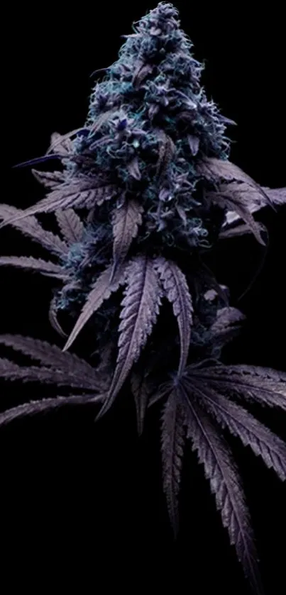 Purple cannabis plant on a black background