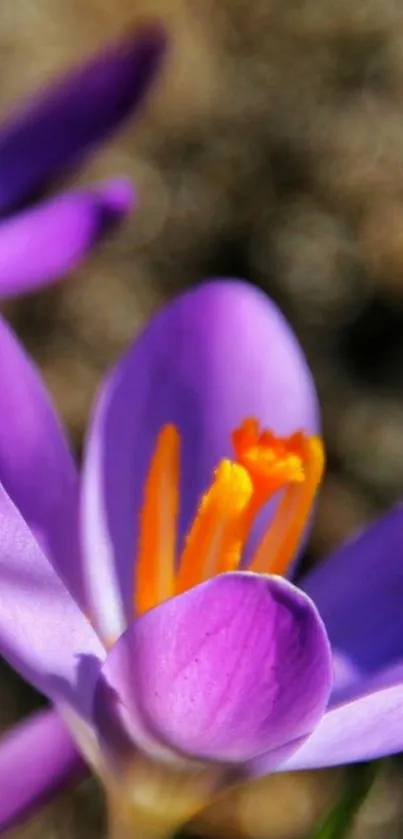 Close-up of a vibrant purple crocus flower in bloom.