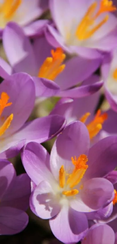 Purple crocus flowers in vibrant bloom.