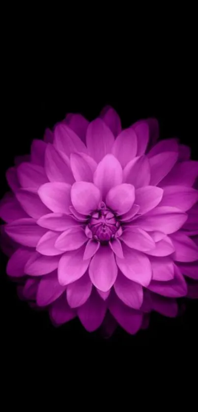 Purple dahlia flower with black background wallpaper.