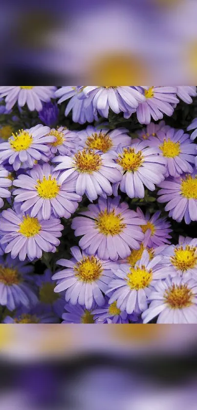 Beautiful purple daisies with yellow centers, perfect for nature-themed wallpapers.