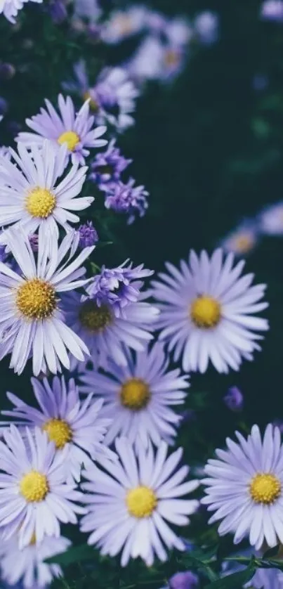 Vibrant purple daisy flowers with a dark background mobile wallpaper.