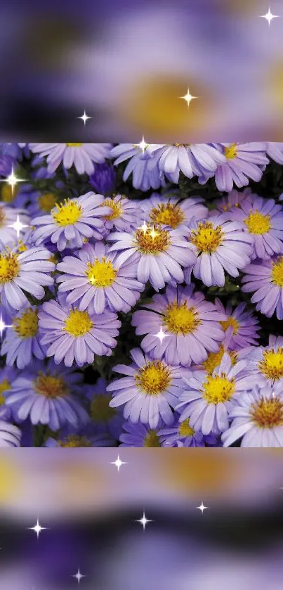 Vibrant purple daisies with sparkling effects wallpaper.