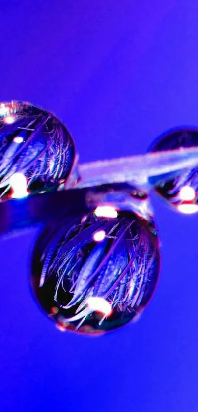 Close-up of vibrant purple water droplets on a sleek background.