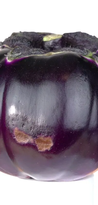 Dark purple eggplant with a glossy finish on a bright background.