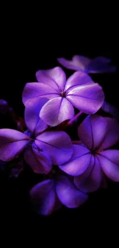 Vibrant purple flowers on a black background mobile wallpaper.