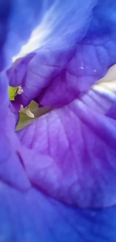 Close-up of vibrant purple flower petals with detailed texture.