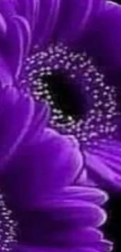 Vibrant purple flower wallpaper with detailed petals on black background.