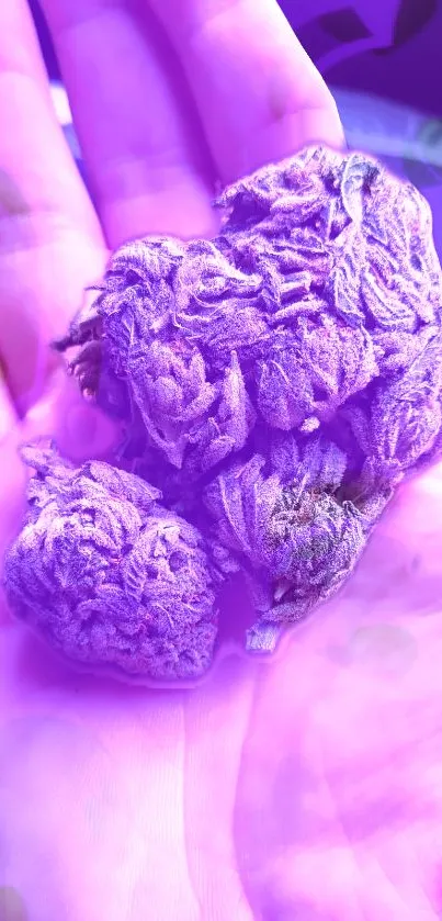 Close-up of vibrant purple floral texture.