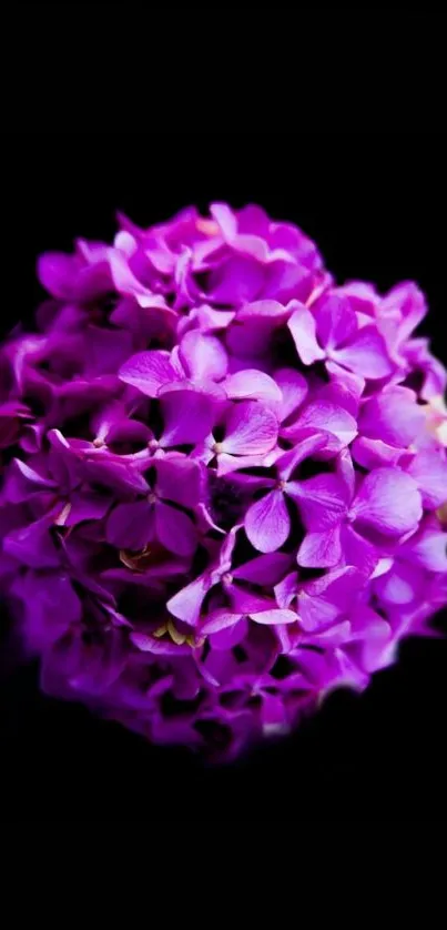 Purple flower with petals on black background, perfect for mobile wallpapers.