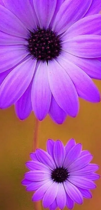 Vibrant purple flowers on a mobile wallpaper background.