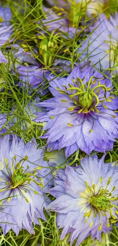 Vibrant purple flowers with green foliage close-up.