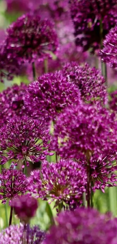 Vibrant purple flowers in a lush garden setting for mobile wallpaper.