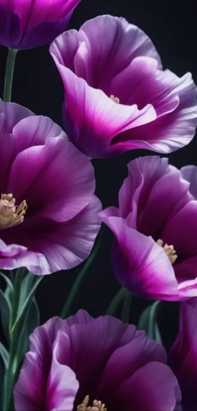 Purple flowers with delicate petals against a dark background.