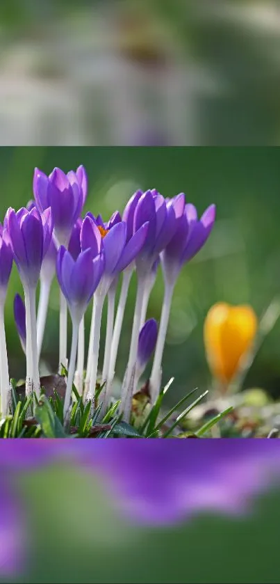 Purple flowers in a lush green setting for mobile wallpaper.