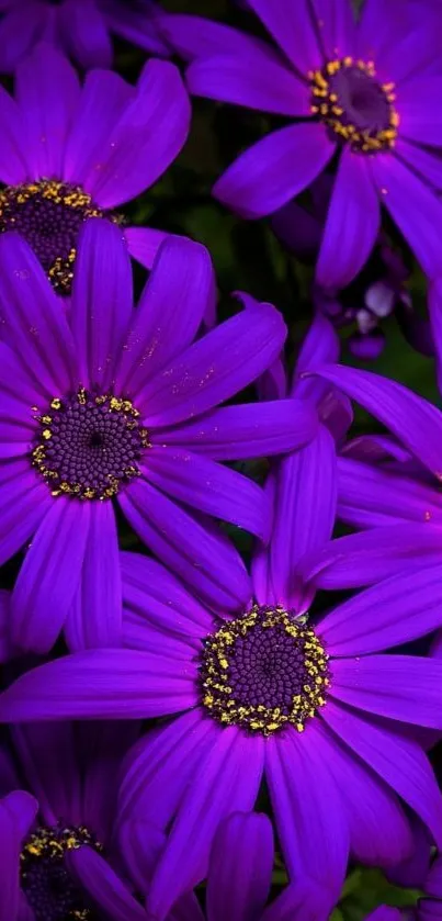 Close-up of vibrant purple daisies with detailed petals and a rich color scheme.