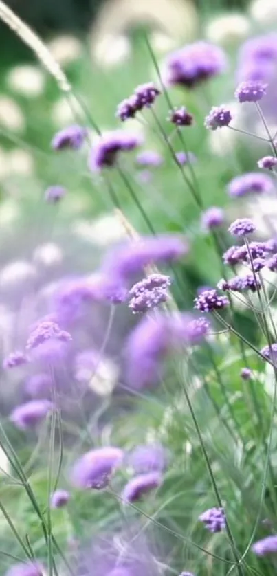 Purple flowers in a serene, blurred background.