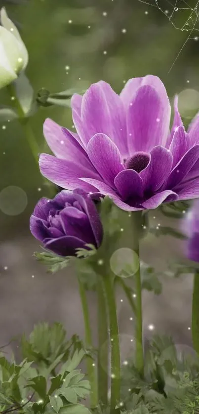 Purple flowers with bokeh on a lush green background.