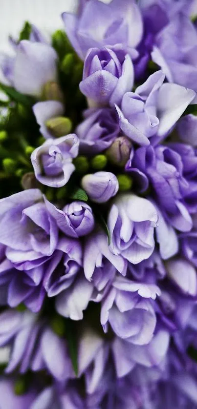 Close-up of vibrant purple flower bouquet wallpaper.