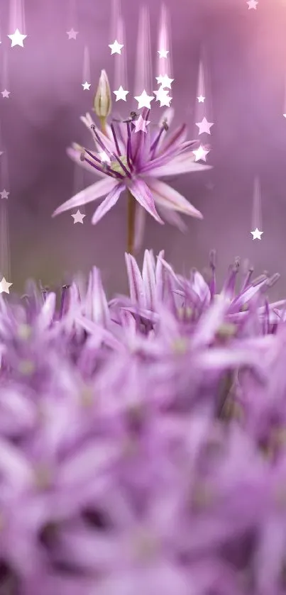 Close-up of a purple flower in soft focus, perfect for mobile wallpaper.