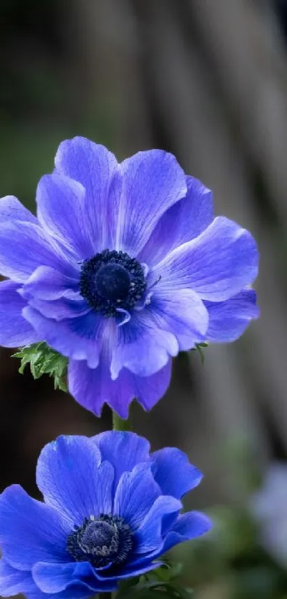 Two vibrant purple anemone flowers in full bloom on a blurred natural background.