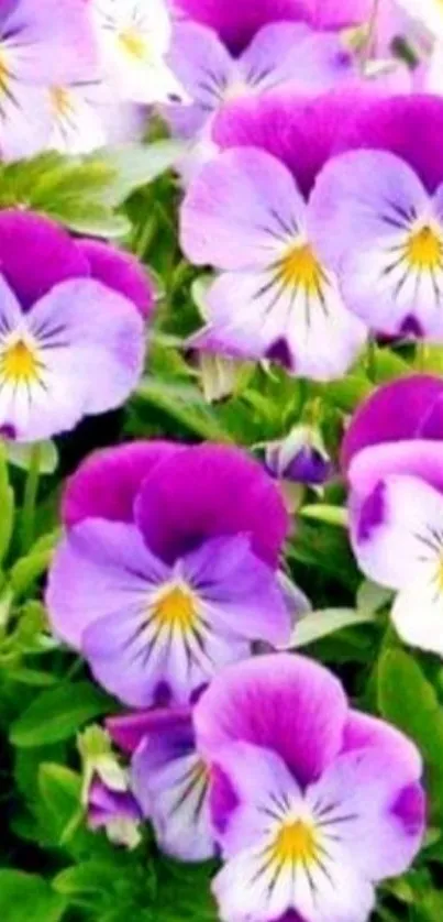 Purple pansy flowers with green leaves wallpaper.