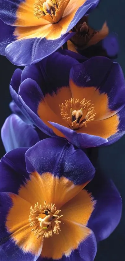 Vibrant purple flowers with orange centers on a dark background