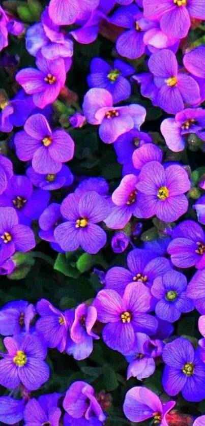 Vibrant purple flowers mobile wallpaper.