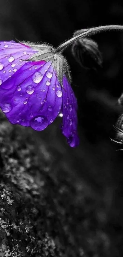 Purple flower with water droplets on a dark background.