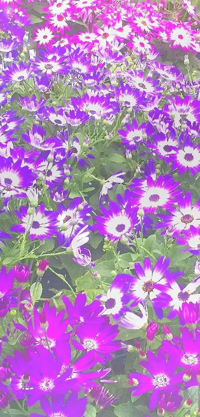 Vibrant purple flowers in full bloom on a mobile wallpaper.