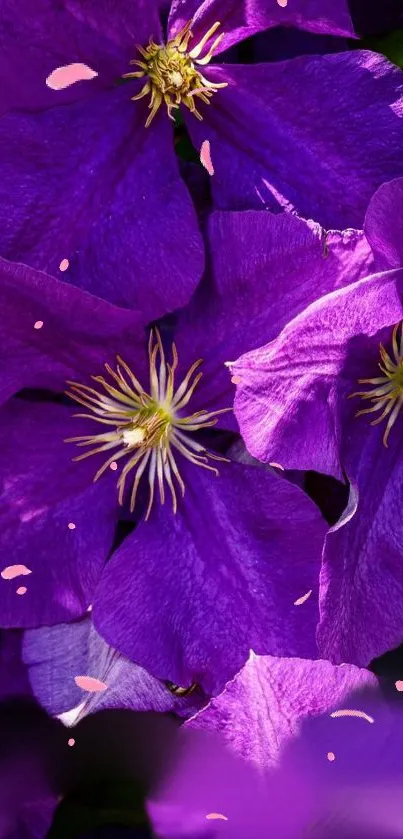 Vibrant purple flowers close-up with elegant petals blooming.