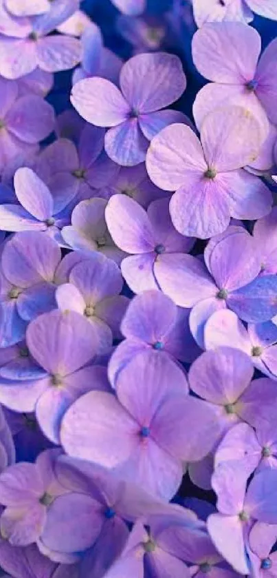 Purple flowers mobile wallpaper with vibrant petals.