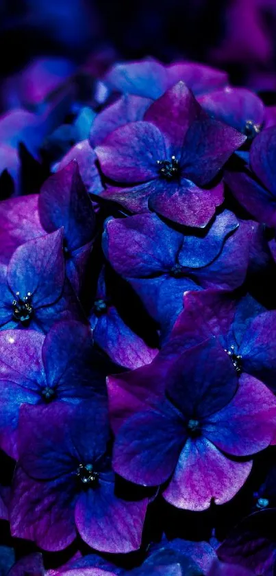 Vivid purple hydrangea flower wallpaper with a deep blue background.