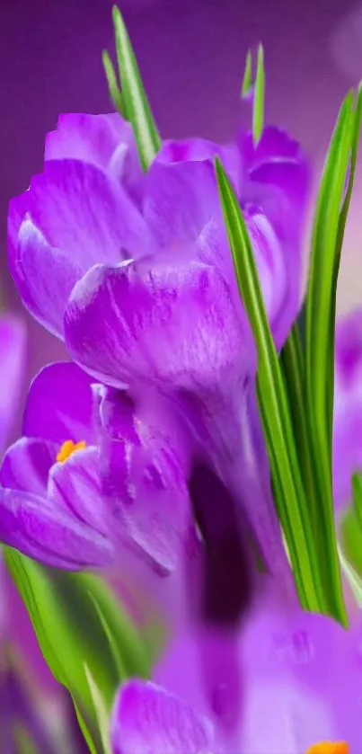 Vibrant purple flowers with green leaves wallpaper.