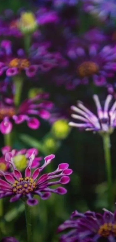 Mobile wallpaper with vibrant purple flowers and lush green stems.