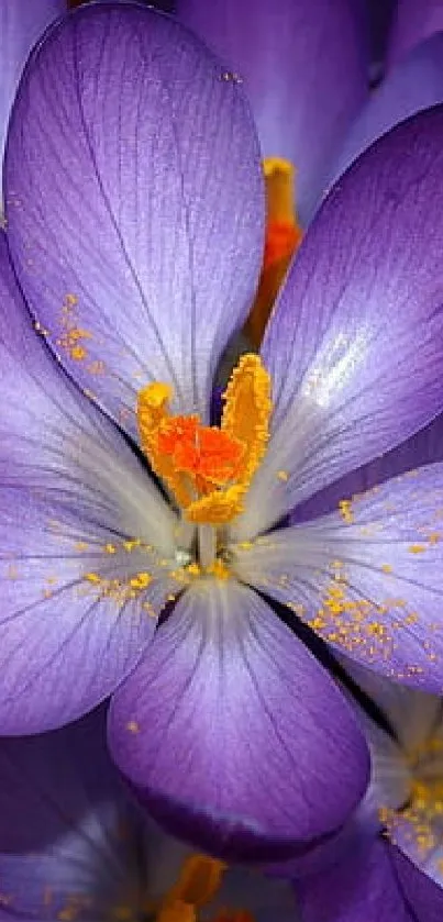 Vibrant purple floral wallpaper with detailed petals and orange centers.