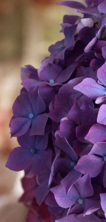 Vibrant purple hydrangea flowers close-up.