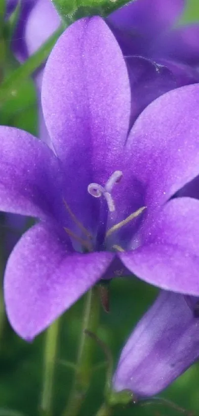 Close-up of a vibrant purple flower with lush green background.