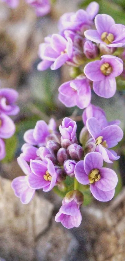 Mobile wallpaper featuring vibrant purple flowers in bloom.