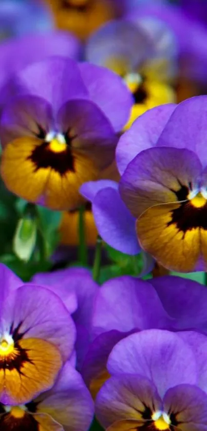 Vibrant purple pansy flowers mobile wallpaper.