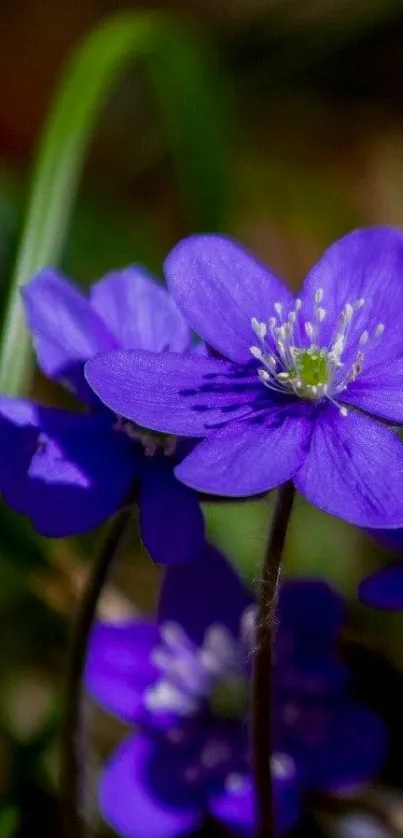 Vibrant purple flowers with green stems and soft blurred background.