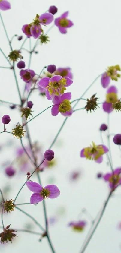 Delicate purple flowers on a minimalist background.