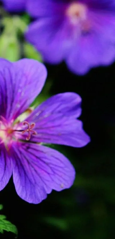 Purple flowers with delicate petals on a dark background, ideal for mobile wallpaper.