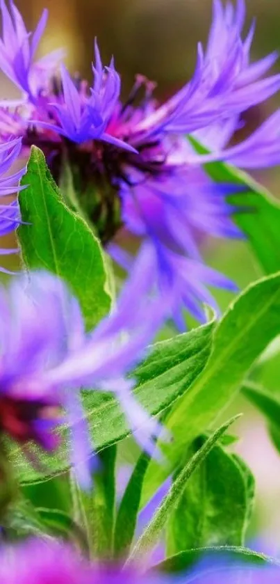 Purple flowers with green leaves wallpaper.