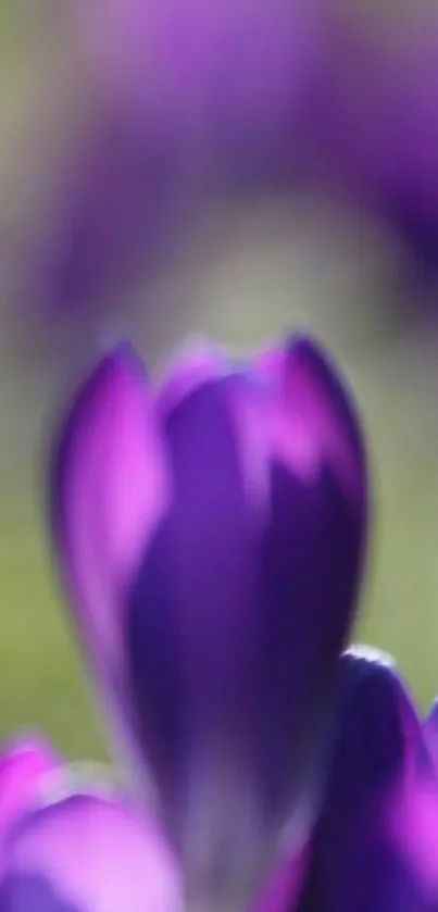 Blurred vibrant purple flower close-up wallpaper.