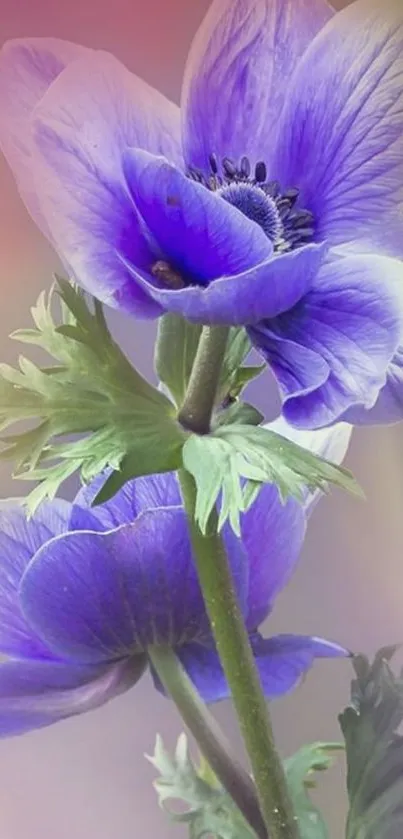 Vibrant purple flowers with green leaves.