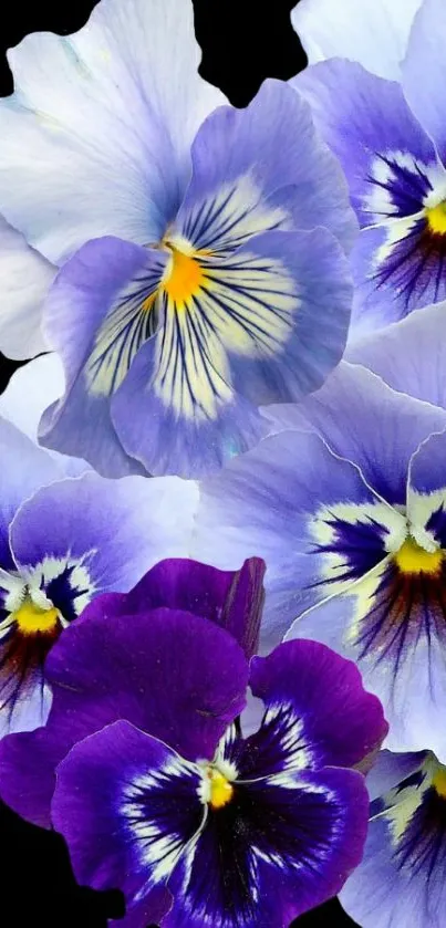 Purple pansy flowers on a dark wallpaper background.