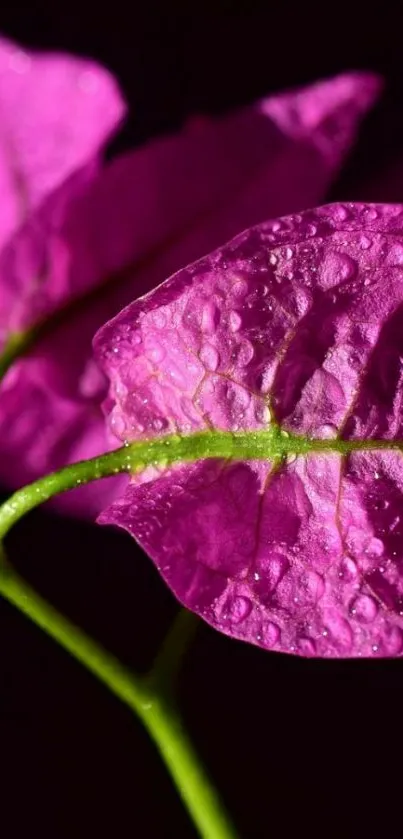 Purple floral wallpaper with dew droplets.