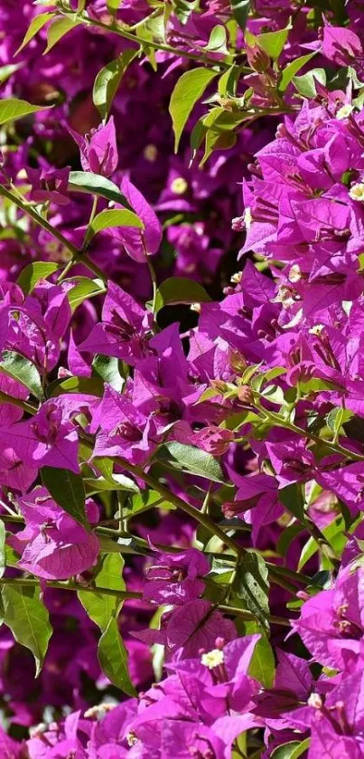 Vibrant purple bougainvillea flowers with green leaves.