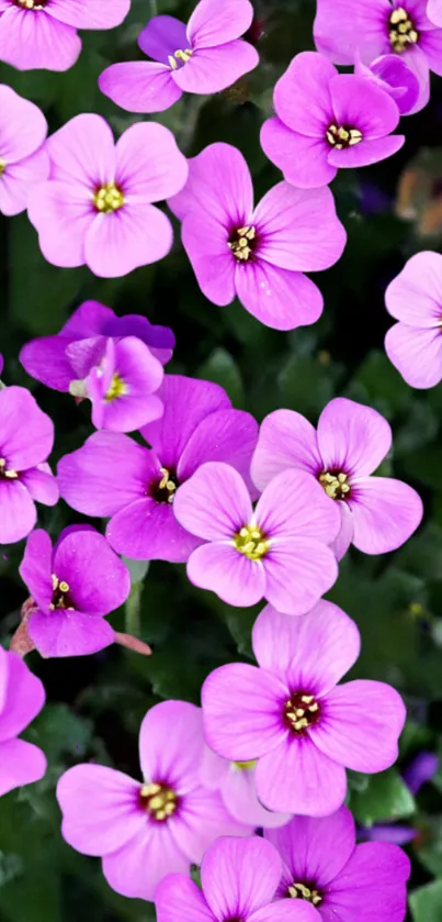 Vibrant purple flower petals on green foliage.